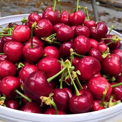 现摘现发山东烟台大樱桃新鲜水果国产车厘子孕妇脆甜整箱两斤包邮