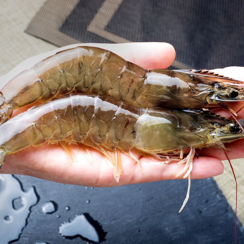 4斤海虾一箱大虾鲜活新鲜海鲜10非青岛大虾5白虾超大冻虾活虾水产