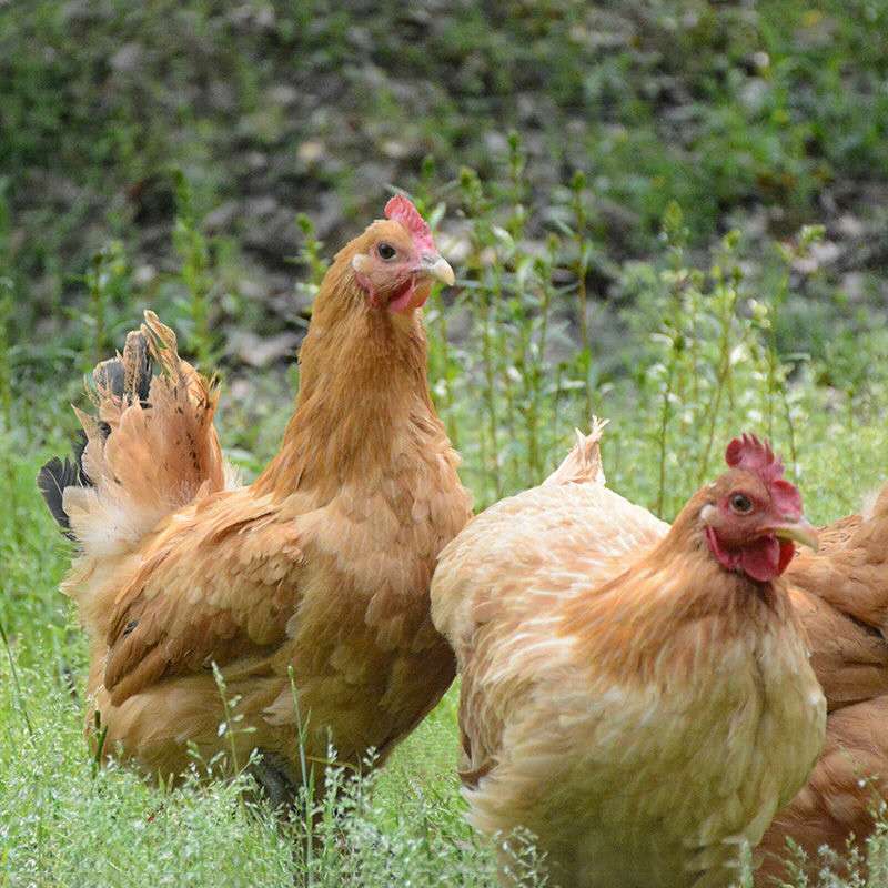 鸡肉整只土鸡三黄鸡生鸡肉烧烤食材生鲜鸡架骨人吃走地鸡农家散养