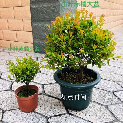 小葉赤楠盆景樹樁綠植好養客廳植物室內樹苗辦公室易活小盆栽好養