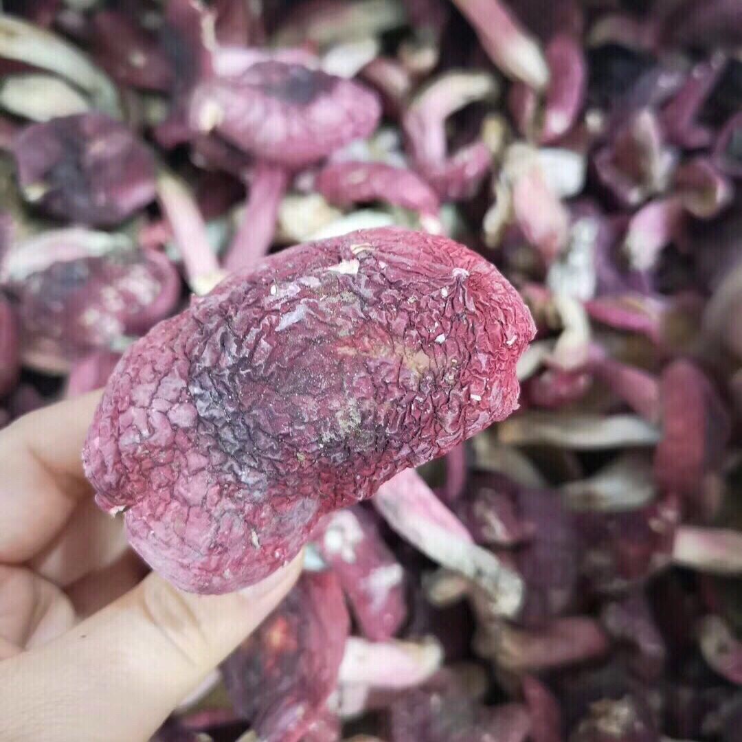 红菇野生红蘑菇月子菇干货红菌干货福建武夷山野生正红菇干品