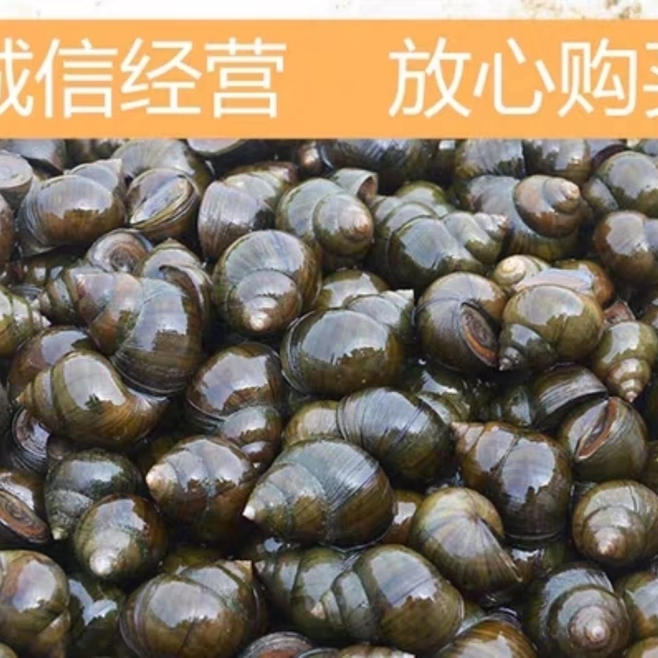 钓鱼脆螺 垂钓脆螺 打窝脆螺 大小均匀 3斤装 钓手专用 脆螺 田螺