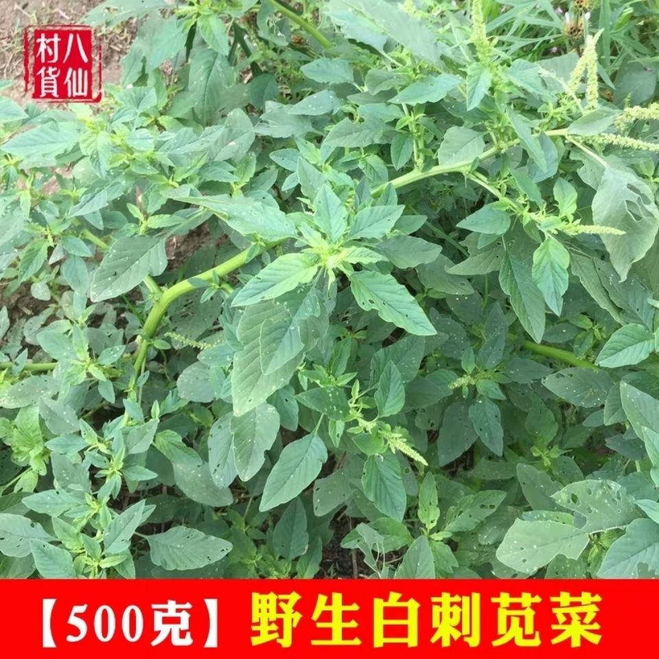 新鲜天然白刺苋菜 白梗野刺苋菜 假苋菜勒苋菜 带根 500g包邮