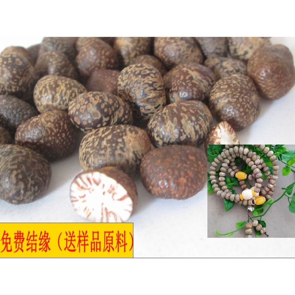 天然原色缅甸星月菩提子原籽高密元宝散珠纯白阴皮包邮