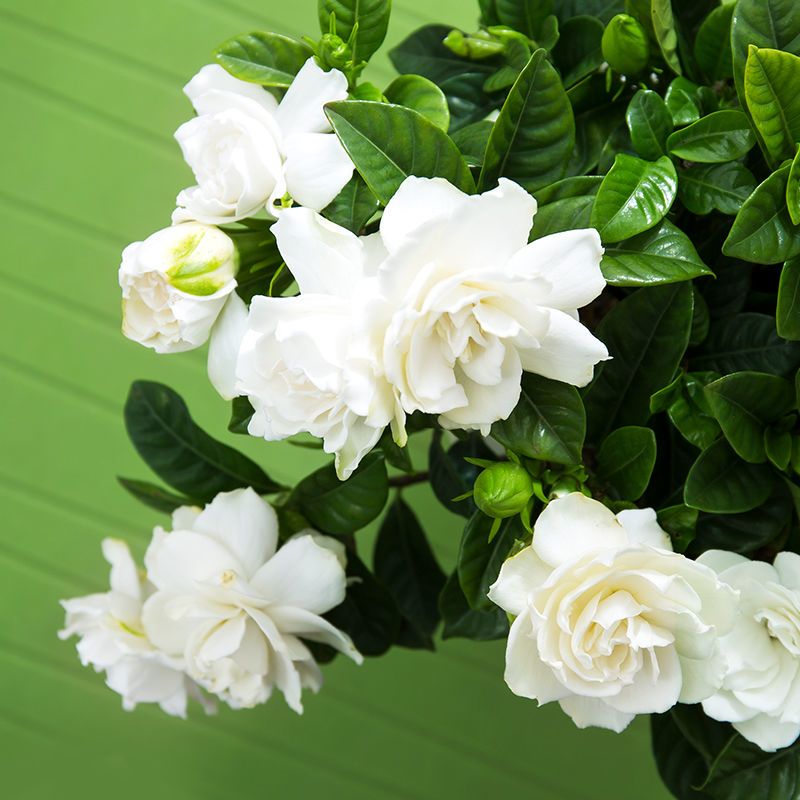 室内绿植推荐高级感栀子花 a43cc467-c4fa-45a7-b823-7dc10d95a656.jpg