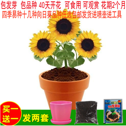 【买一送三】矮向日葵种子切花向日葵食用大向日葵葵花太阳花种子