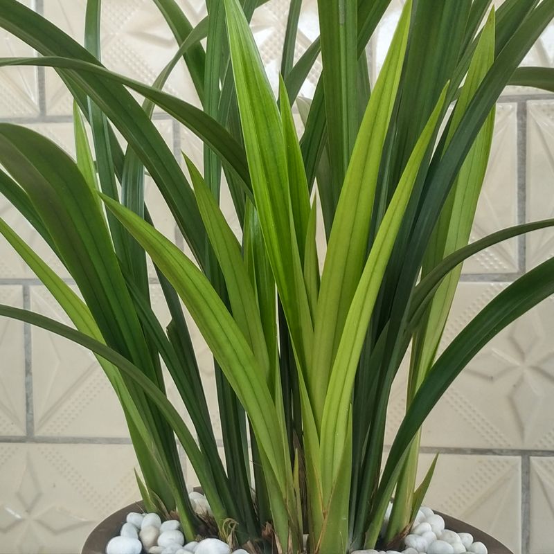 墨兰企剑白墨幽香型兰花盆栽嫩绿色花春节开花强壮好养翁源直发