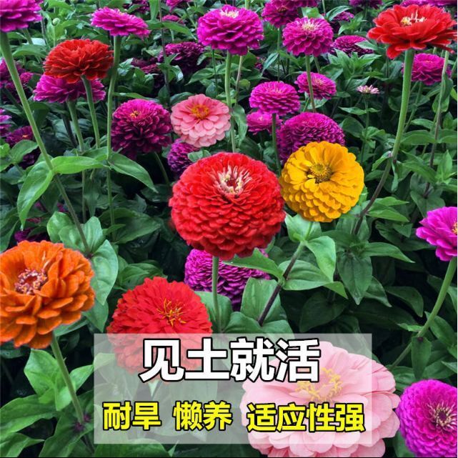 百日草花种子花草植物盆栽庭院花卉四季室内易活好养室外种子大全