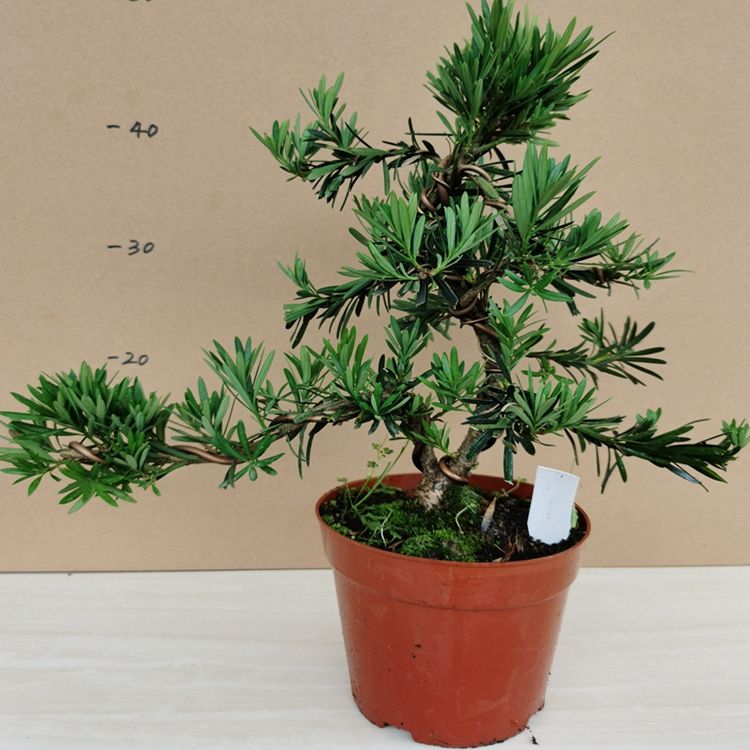 罗汉松盆景室外阳台盆栽绿植花卉小叶罗汉松 虎窝拼 罗汉松盆景室外阳台盆栽绿植花卉小叶罗汉松 虎窝拼