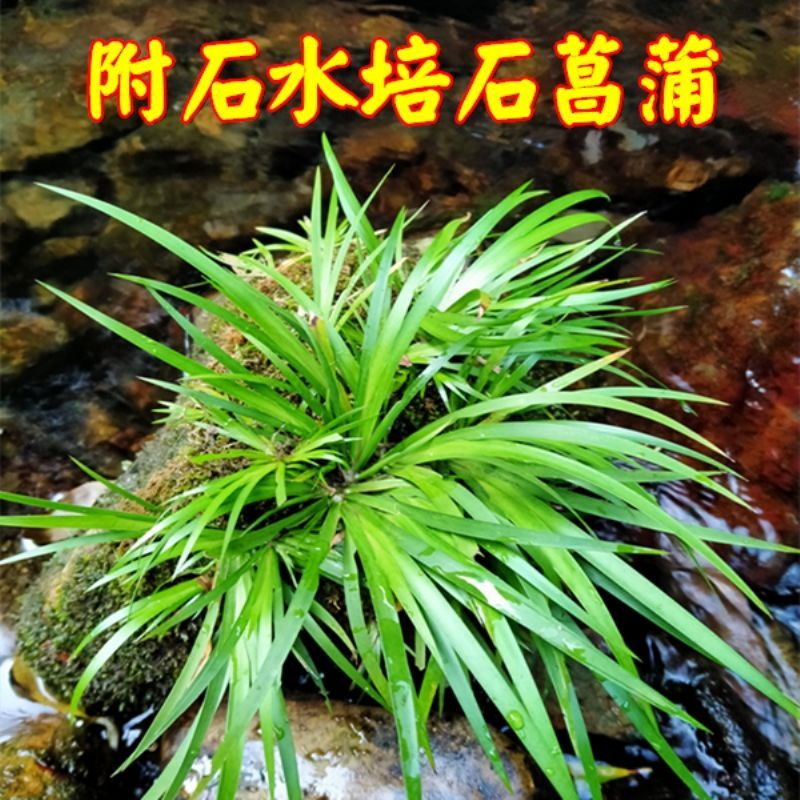 野生石菖蒲养乌龟附石菖蒲盆景龙根菖蒲草菖蒲苗根水生水培植物根【2