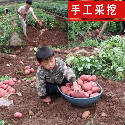 云南高原红皮黄心土豆农家自种洋芋粉糯马铃薯批发现挖现发包邮