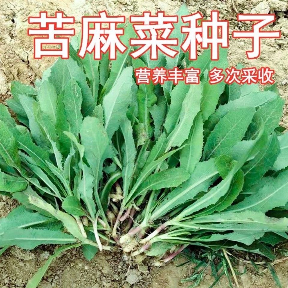 苦荬菜种子野生苦麻菜苦麦菜曲麻菜种籽春秋冬四季耐热寒蔬菜种孑