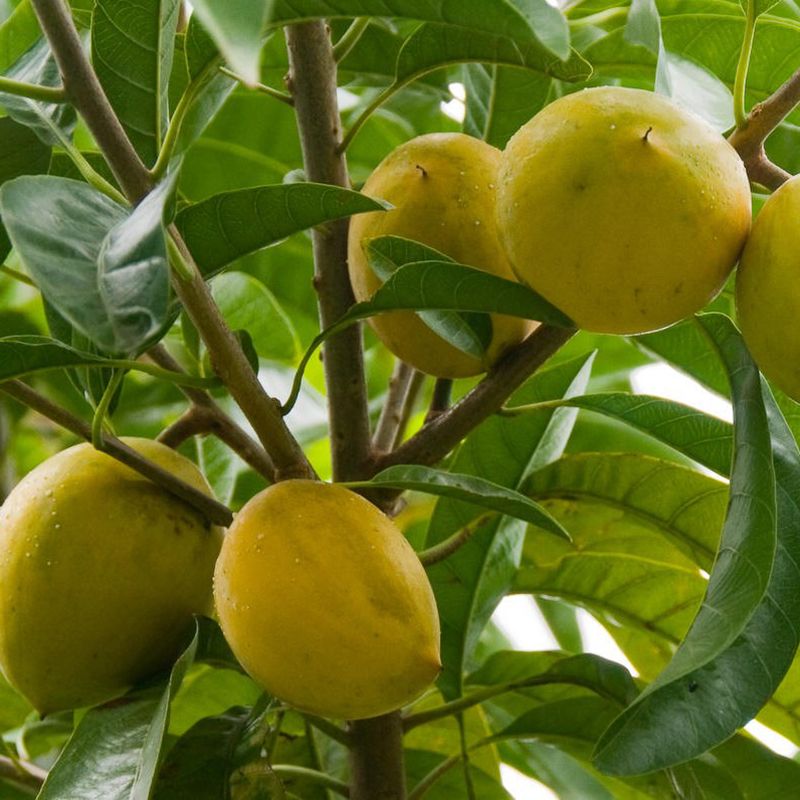 正宗蛋黄果树苗鸡蛋果苗树鸡蛋苗肉如蛋黄果苗可盆栽地栽四季结果