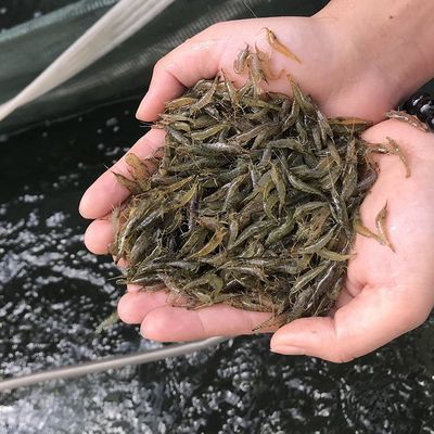 黑壳虾除藻虾观赏清洁虾工具虾草缸鱼缸造景宠物活饲料龟粮活食