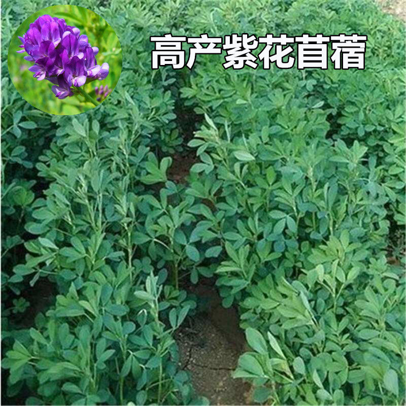 紫花苜蓿种子多年生四季牧草养金蝉奶草苜蓿草种子鸡鸭鹅牛羊种籽 虎窝拼