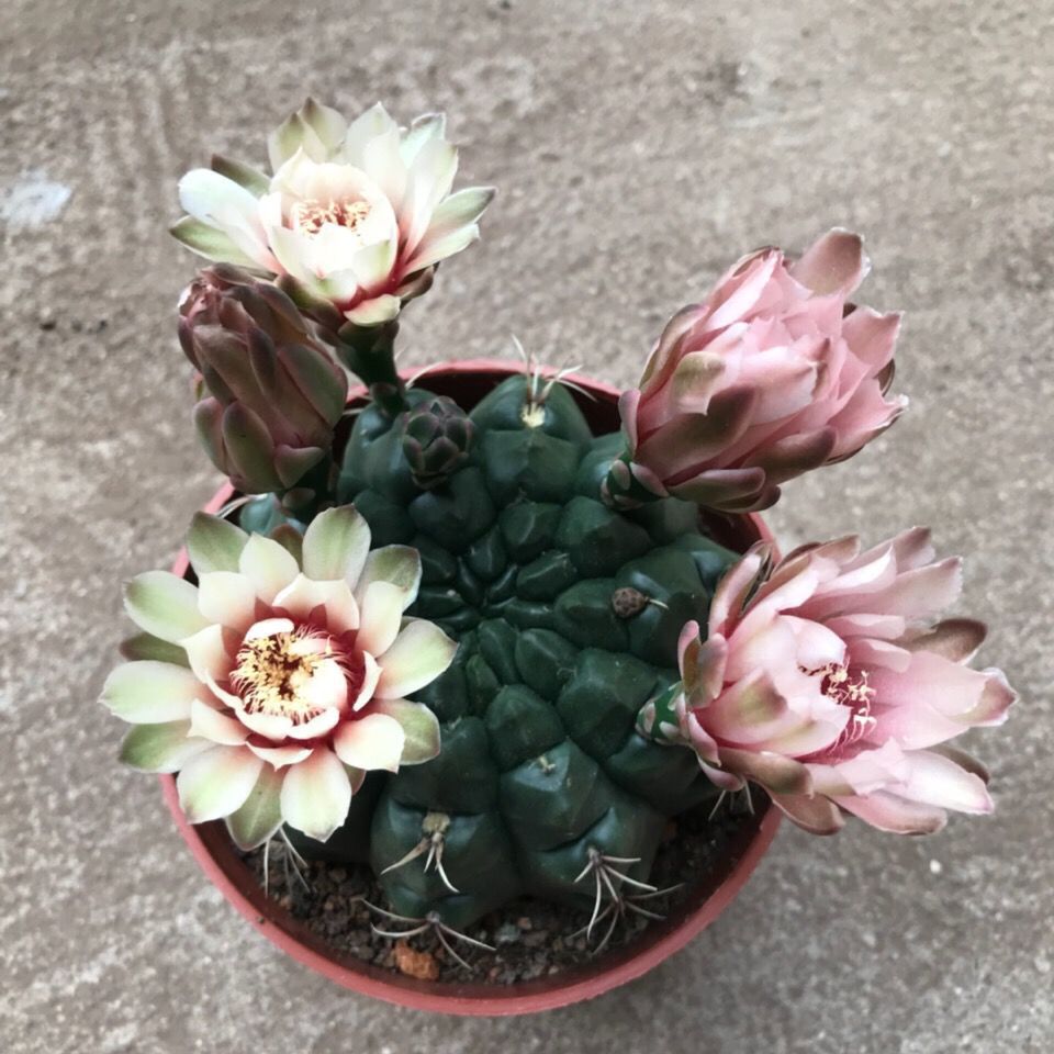 绯花玉仙人球带花苞绯花玉小盆栽桌面绿植防辐射多肉植物室内开花