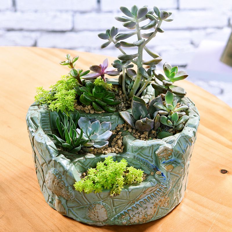 最低価格の 多肉植物よにろ18 Nesage