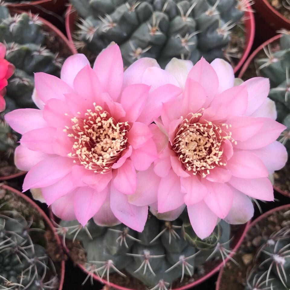 绯花玉仙人球带花苞绯花玉小盆栽桌面绿植防辐射多肉植物室内开花