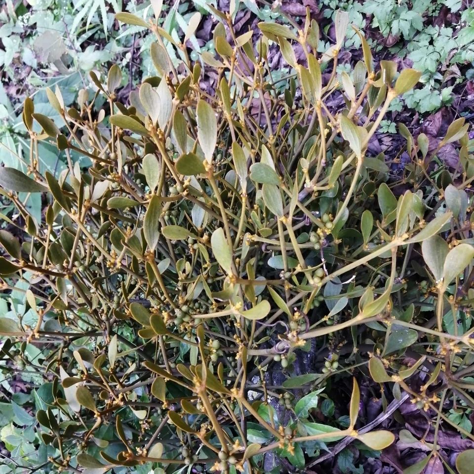 新鲜天然青草核桃寄生 核桃寄生茶核桃树寄生草 核桃冬青500g包邮