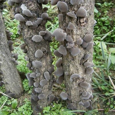 克孜勒苏柯尔克孜自治州土老板农业