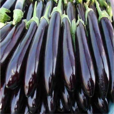 农民伯伯种植绿把粗长茄新鲜蔬菜新鲜茄子粗长茄子茄王茄冠