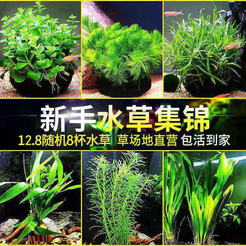 鱼缸懒人水草活体植物淡水有茎草缸造景水族箱中后景水草套餐包邮 虎窝拼