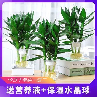 室内绿植推荐客厅水养 db3296fefea4d36cfee070848bbd82e1.jpeg