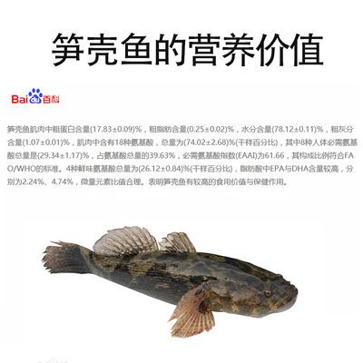 大新鮮活筍殼魚林哥虎頭魚呆子魚沙塘鱧土步魚現捕虎頭鯊木乃野生