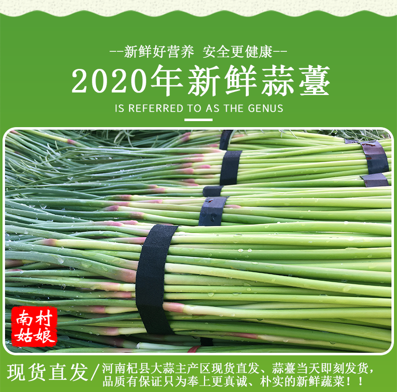【新品】2020年新鲜蒜苔新鲜蔬菜蒜苔蒜薹河南蒜苗1/3/5斤