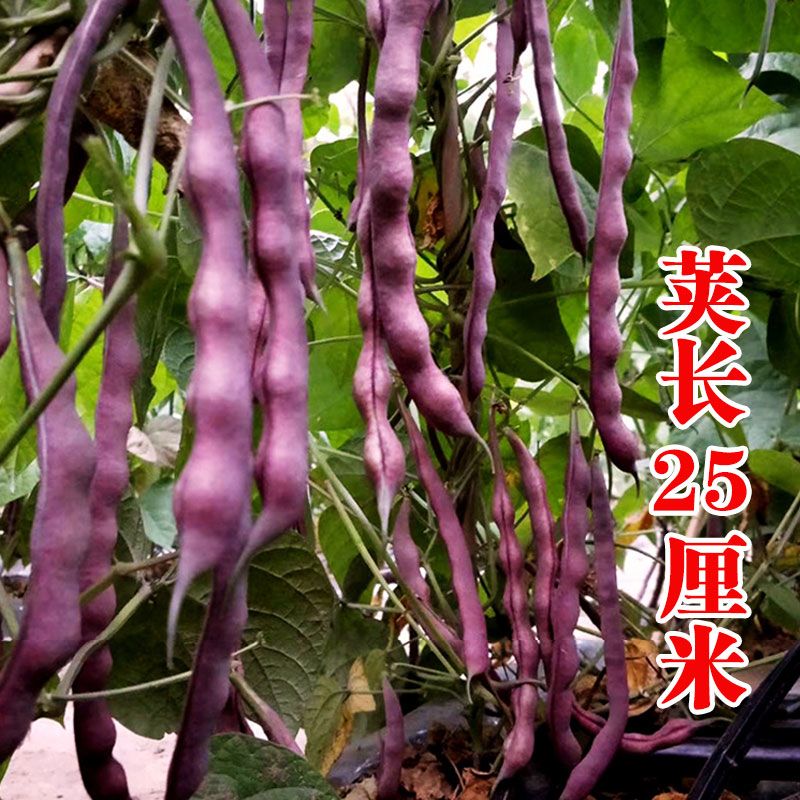 摘不败秋紫豆紫红芸豆角菜豆蔬菜含花青素品质好春夏秋大田高产 虎窝拼