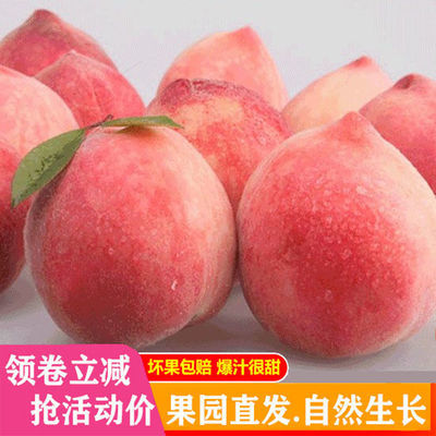 桃子水蜜桃毛桃整箱10斤新鲜孕妇现摘现发脆桃应季水果批发5斤