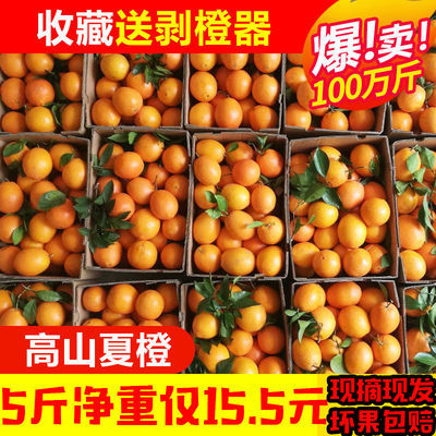 重庆高山夏橙新鲜水果橙子5斤装孕妇水果整箱批发包邮