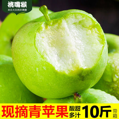 现摘青苹果10斤5斤新鲜应季水果孕妇酸甜小苹果时令水果批发包邮