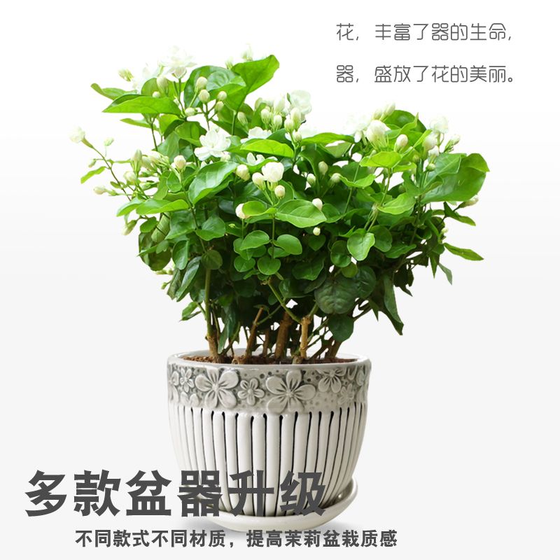 室内绿植盆栽香味 459815fc-9711-4771-8b80-e47591ca990a.jpg