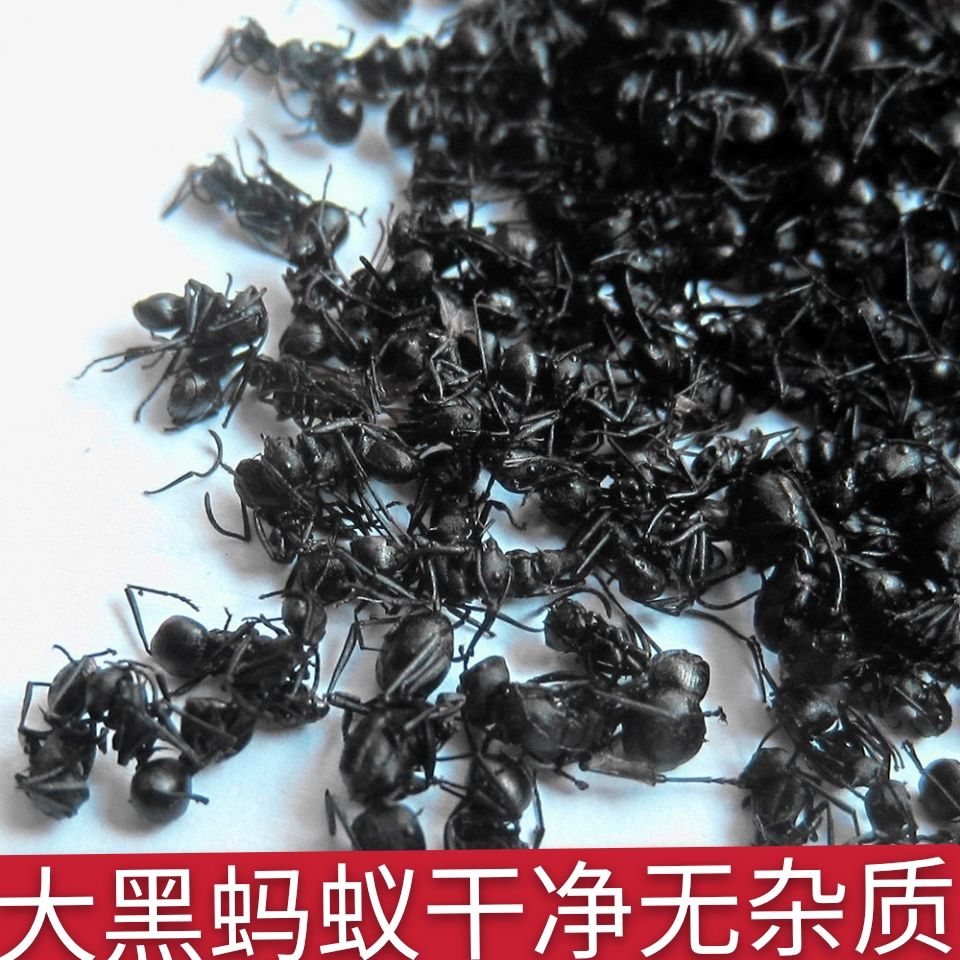黑蚂蚁大蚂蚁干拟黑多刺蚁干 长白山特产大山蚂蚁精选送泡酒袋
