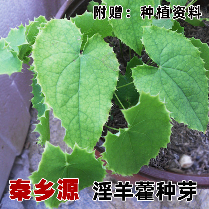 淫羊藿种子野生淫羊藿种苗根茎仙灵脾三枝九叶草