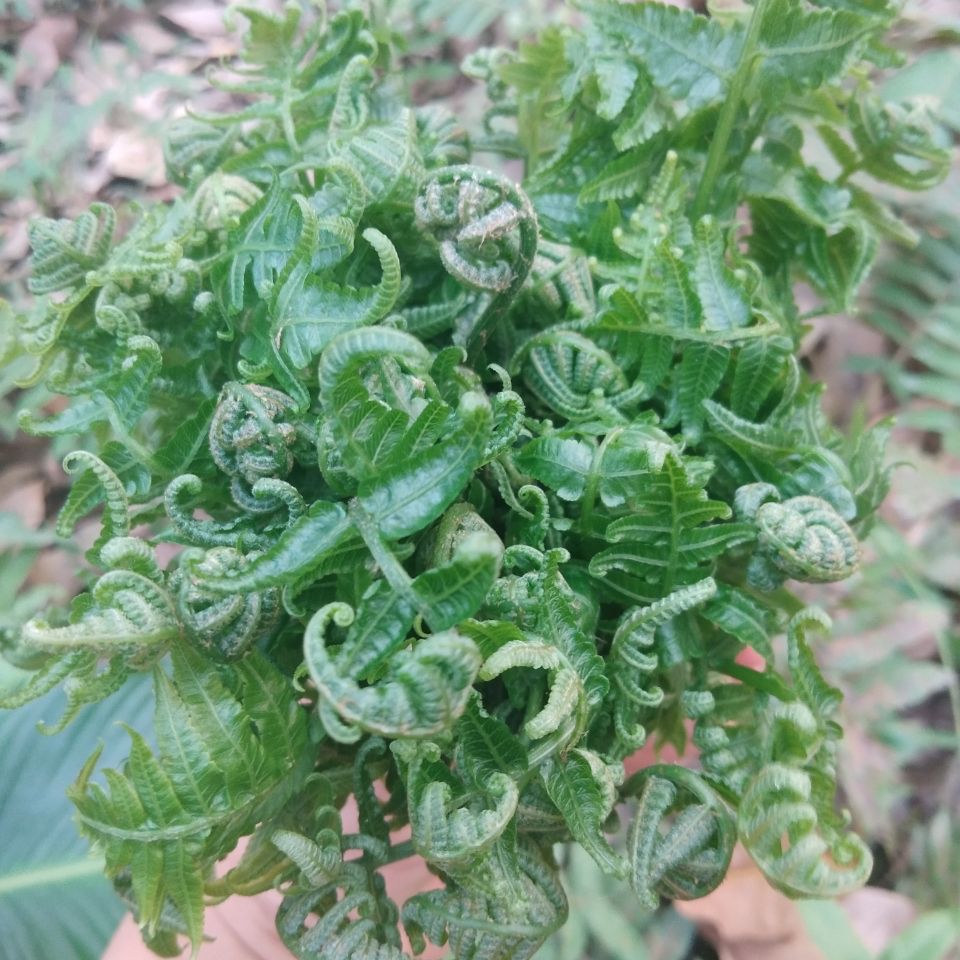 云南新鲜野生蕨菜猫爪龙头菜拳头菜蕨菜水蕨菜如意菜野菜撅菜