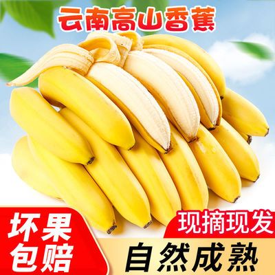 云南高山香甜大香蕉当季新鲜水果山地自然熟香蕉非小米蕉批发包邮