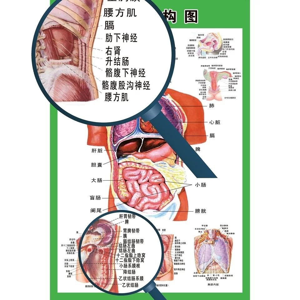 人體內臟解剖系統示意圖醫學宣傳掛圖人體器官消化系統結構圖海報