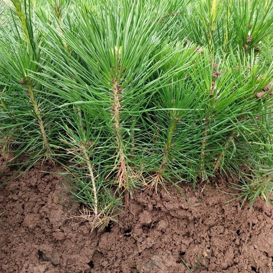 新店开张100颗小黑松苗松树自家繁育黑松小苗白芽黑松黑松盆景