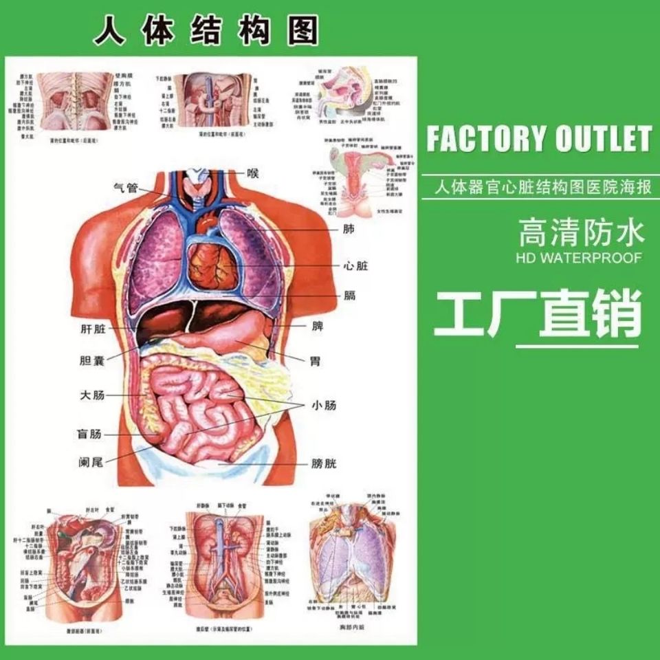 人體內臟解剖系統示意圖醫學宣傳掛圖人體器官消化系統結構圖海報