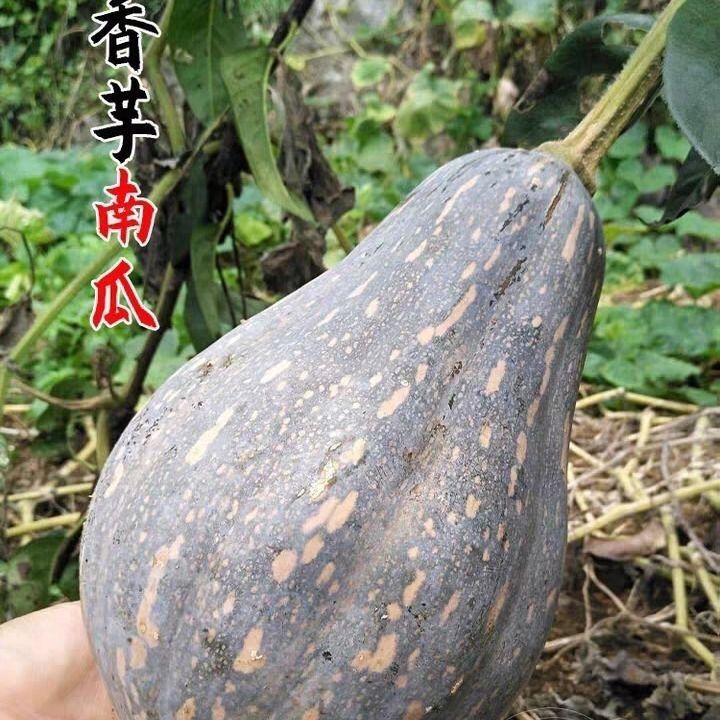 农家种植新鲜有机香芋南瓜营养价值高香甜软糯贝贝南瓜1斤起包邮