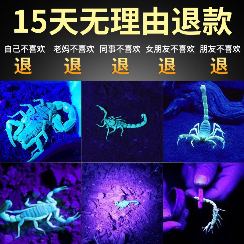 54189-超亮三头蝎子灯捕蝎头灯大容量可充电锂电紫光灯强光头戴式可变焦-详情图