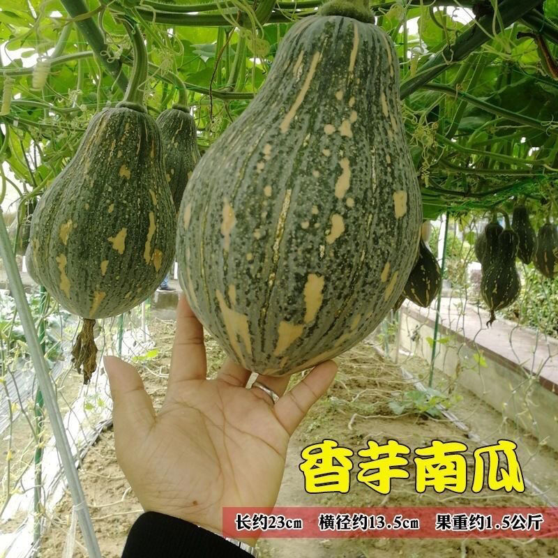 农家种植新鲜有机香芋南瓜营养价值高香甜软糯贝贝南瓜1斤起包邮