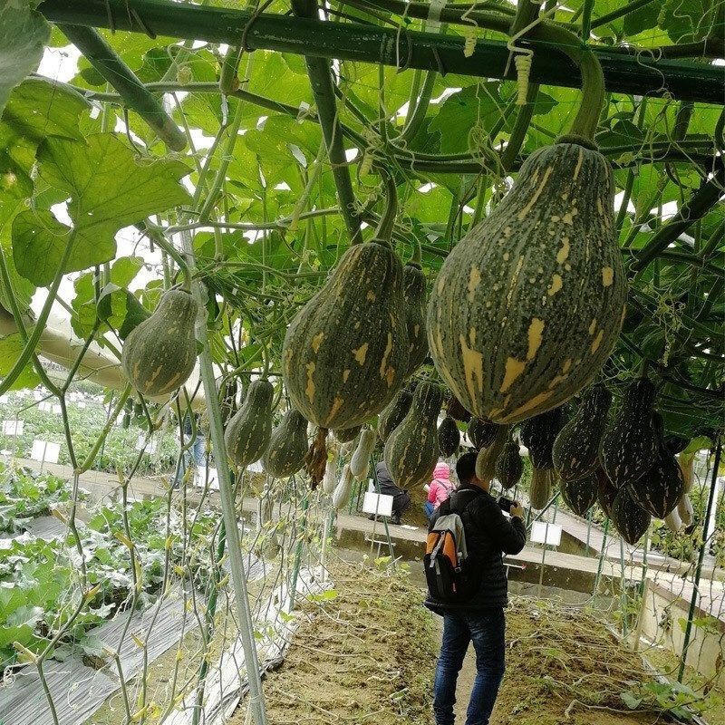 农家种植新鲜有机香芋南瓜营养价值高香甜软糯贝贝南瓜1斤起包邮