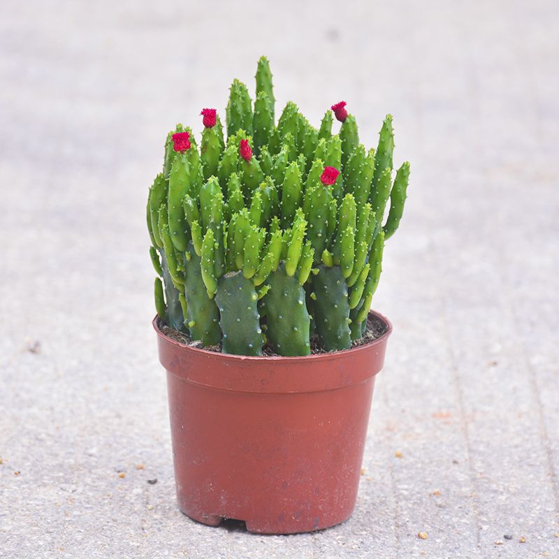 招财植物吸财棍多肉植物盆栽客厅绿植花卉室内好养办公室桌面