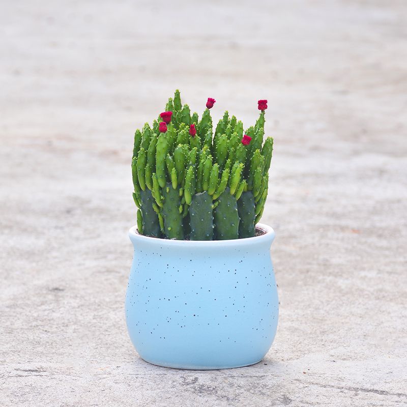 招财植物吸财棍多肉植物盆栽客厅绿植花卉室内好养办公室桌面