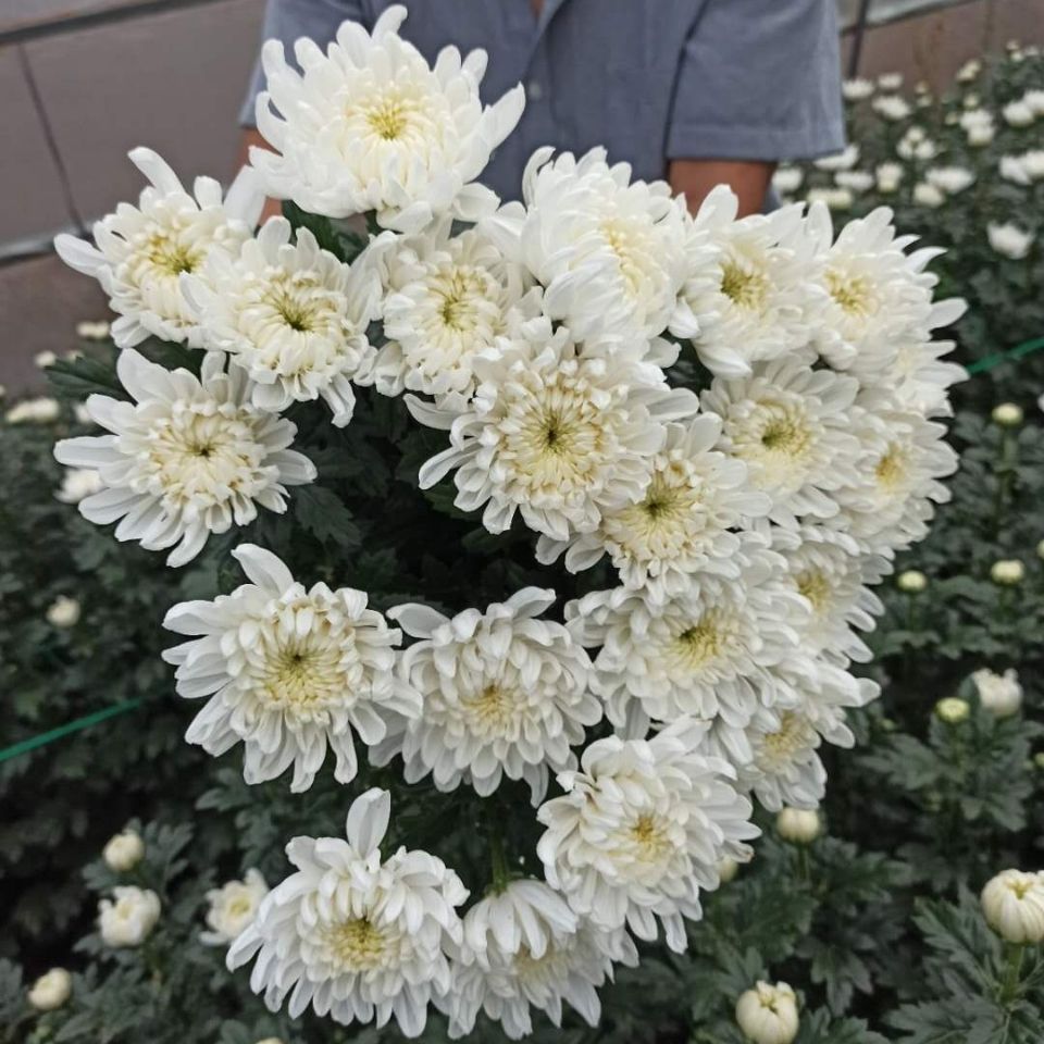 菊花清明节花束祭奠缅怀悼念扫墓忌日鲜花速递黄白菊