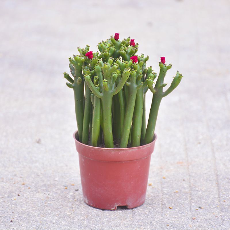 招财植物吸财棍多肉植物盆栽客厅绿植花卉室内好养办公室桌面