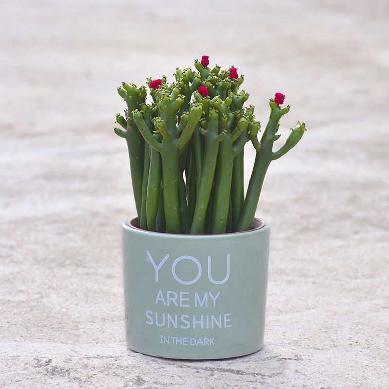 招财植物吸财棍多肉植物盆栽客厅绿植花卉室内好养办公室桌面